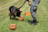 Mistrzostwa psów specjalnych. 11 czworonogów rywalizowało na strzelnicy w Strzelcach Opolskich