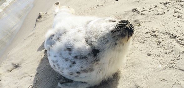 Foka na plaży przy ul. Sułkowskiego. Pamiętajmy, widząc fokę w potrzebie, dzwońmy do Błękitnego Patrolu&#8211; 785 855 934.