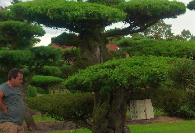 Okzałe drzewko bonsai prezentuje Sebastian Czekaj, właściciel Centrum Ogrodniczego Bonsai Park w Górkach Szczukowskich koło Kielc.