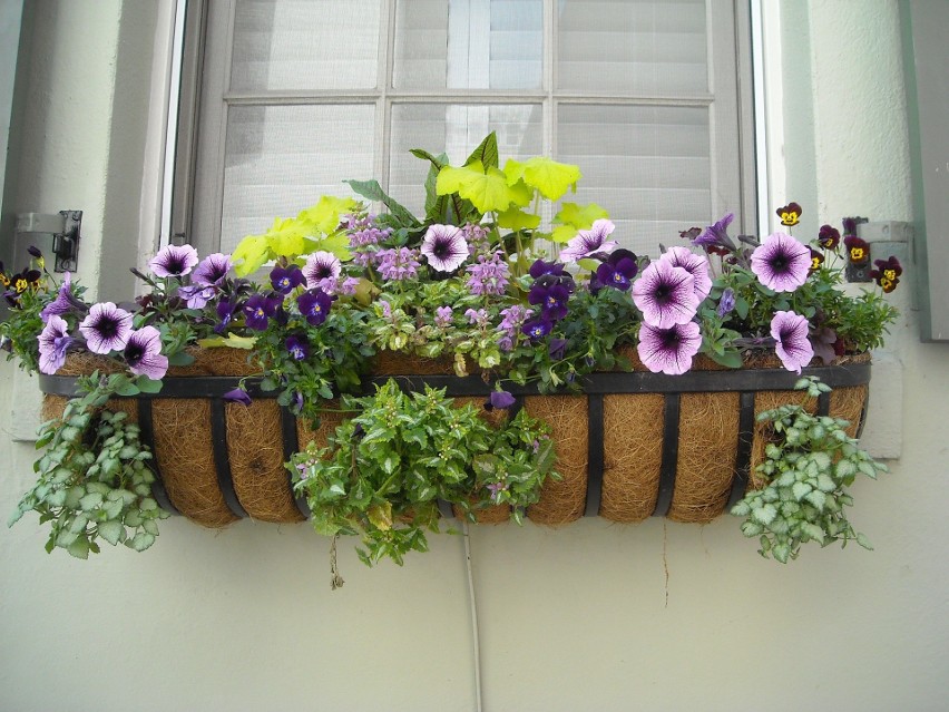 Kwiaty balkonowe...