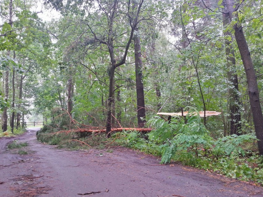 Burza w Łodzi. Nawałnica nad Łodzią. Powalone drzewa, gałęzie na drogach, zalane ulice [ZDJĘCIA]