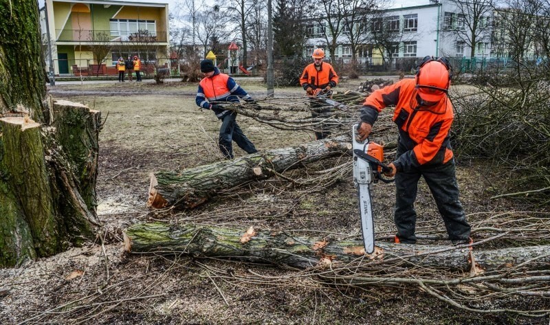 Wycinka drzew w całej Polsce odbywa się zgodnie z przepisami...