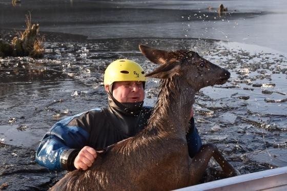 Puszcza Białowieska. Strażacy i pracownicy Nadleśnictwa Hajnówka uratowali młodego jelenia przed zatonięciem [ZDJĘCIA]