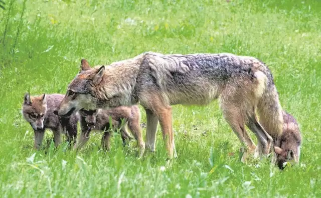 Do rozrodu przystępują jedynie samice stojące najwyżej w hierarchii watahy wilków