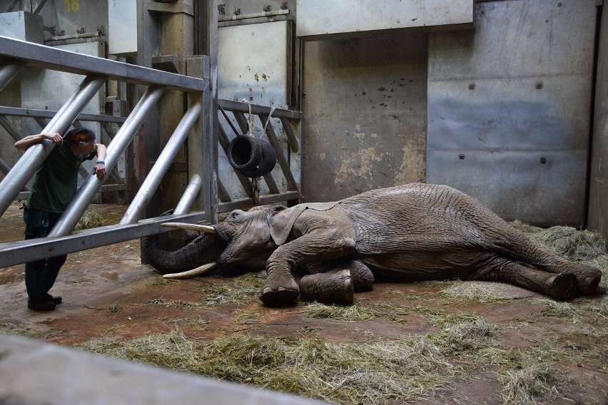 W ogrodzie zoologicznym w Poznaniu trwa walka o życie...