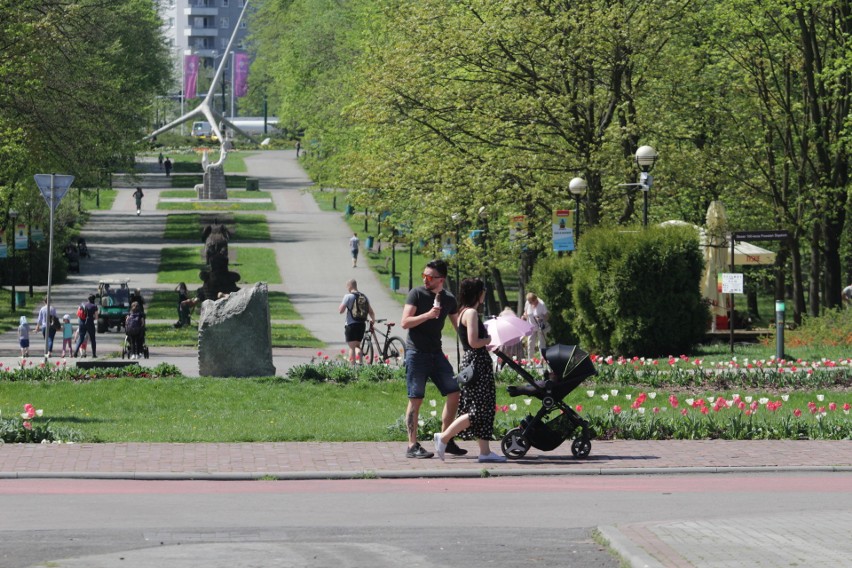 Pingwiny wróciły na wybieg zewnętrzny śląskiego zoo. Piękna...