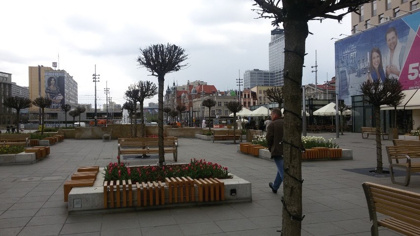 Drzewa na placu Kwiatowym w Katowicach
