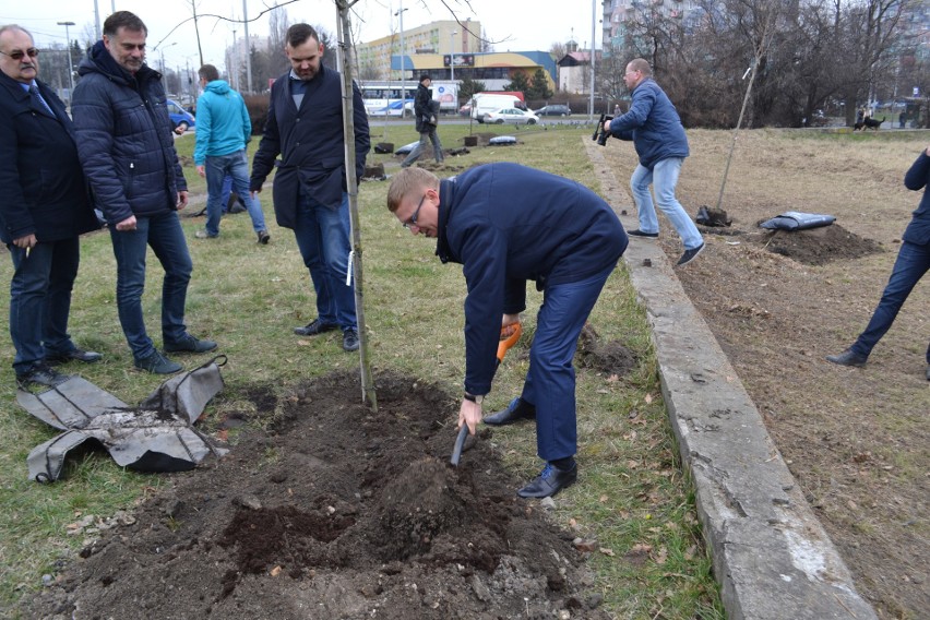 Gdzieś wycinają drzewa a w Częstochowie sadzą ZDJĘCIA