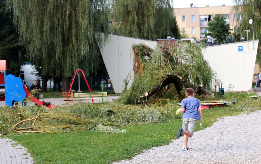Nowy Sącz. Drzewo runęło na dzieci na placu zabaw [ZDJĘCIA, WIDEO]