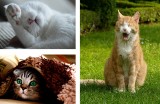 10 filmików kotów, które rozbawią Cię do łez [TOP 10 najśmieszniejszych filmików z kotami w akcji]