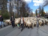 Zakopane. Wiosenny redyk ulicami miasta pod Giewontem [ZDJĘCIA]