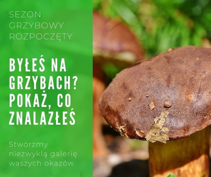 Sezon grzybowy już się zaczął! Jeśli byliście na grzybach i...