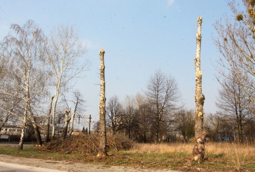 Wycinka drzew przy ulicy PCK w Radomiu