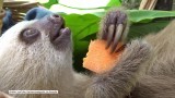 Te leniwce uwielbiają marchewkę [wideo]