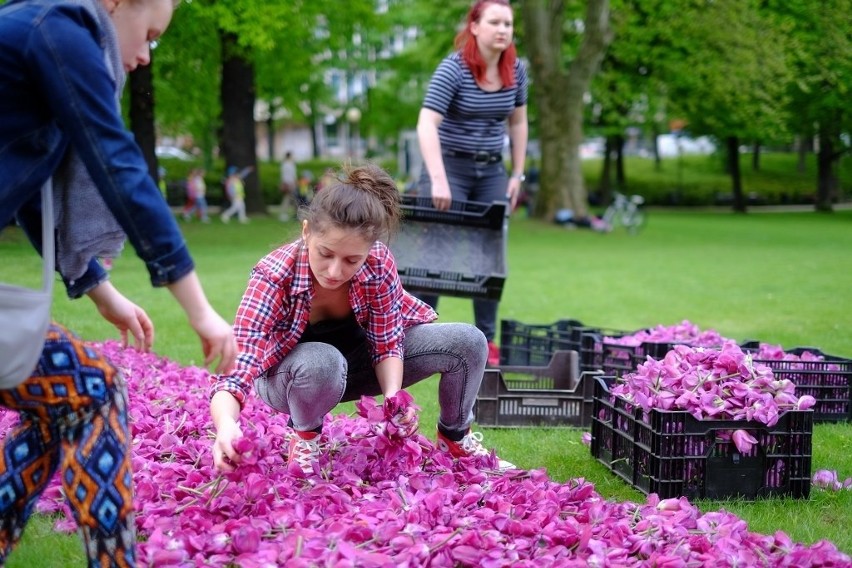 Poznań: Dywany kwiatowe z tulipanów ozdobiły park...