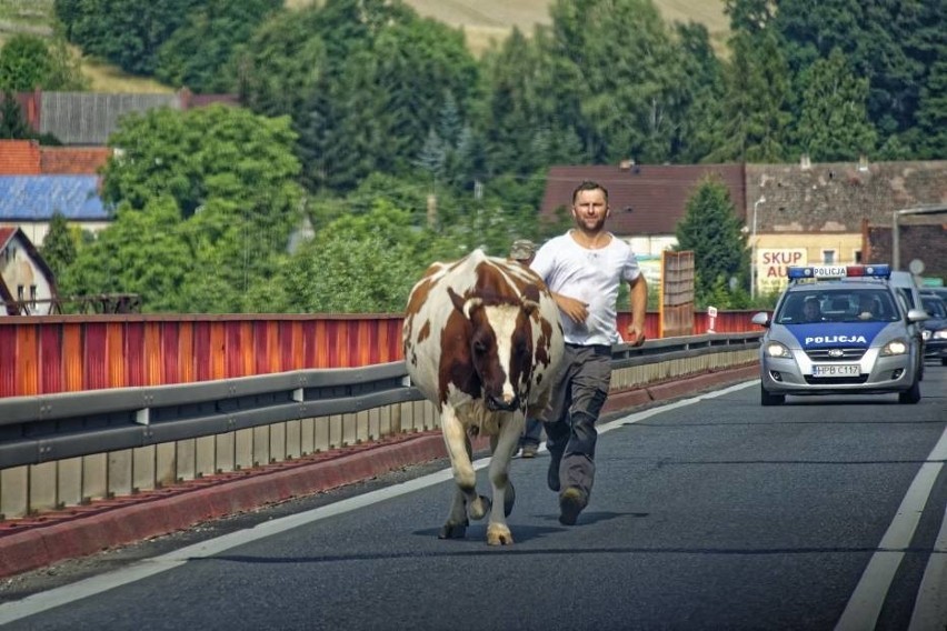 Krowa na obwodnicy Kłodzka. Zwierzę zablokowało drogę krajową nr 8 [ZDJĘCIA]