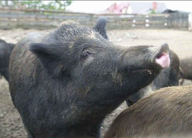 Podlaski samorząd rolniczy domaga się odstrzału dzików, które roznoszą wirus afrykańskiego pomoru świń