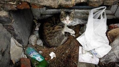 Schroniskom grozi przepełnienie, a na ulicach i posesjach może pojawić się więcej bezdomnych zwierząt Fot. Piotr Krzyżanowski