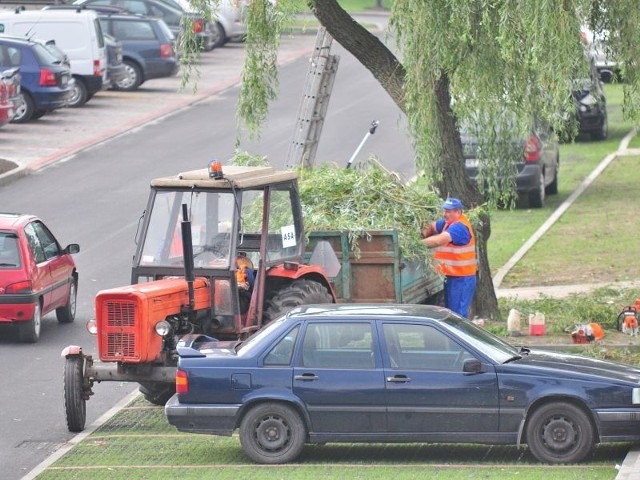 Pracownicy firmy .A.S.A. Tarnobrzeg przycinają gałęzie wierzby przy ulicy Targowej w Tarnobrzegu.