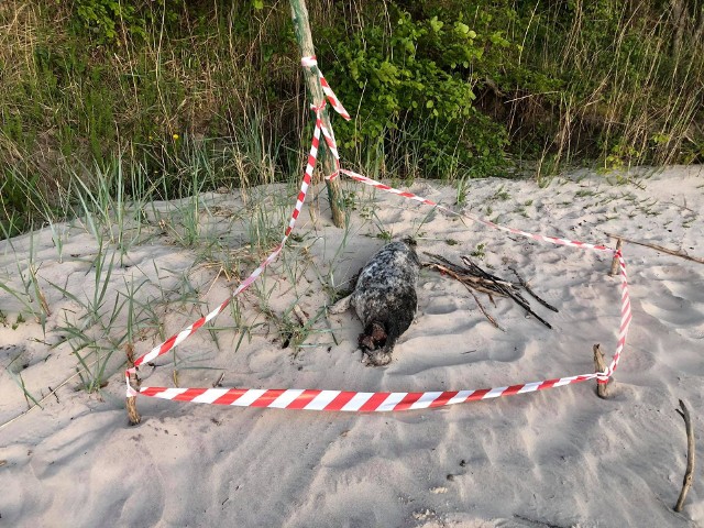 O martwych zwierzętach na plaży zaalarmowała nas Czytelniczka, zaniepokojona, że pomimo wielu zgłoszeń, zwłoki fok rozkładały się na plaży tak długo.