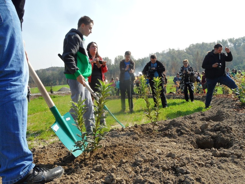 Zabrze rekultywuje stare zwałowiska. Posadzili drzewa na hałdzie [ZDJĘCIA]