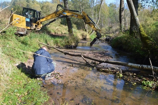 W Suchedniowie w rzece Kamionce rozpoczęła się odbudowa tarlisk. Wkrótce ikrę złożą na nich pstrągi potokowe.