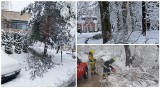 Blisko setka powalonych drzew i tysiące osób bez prądu, zniszczenia w parku Długoszów - to skutki śnieżycy, która przeszła przez Gorlickie
