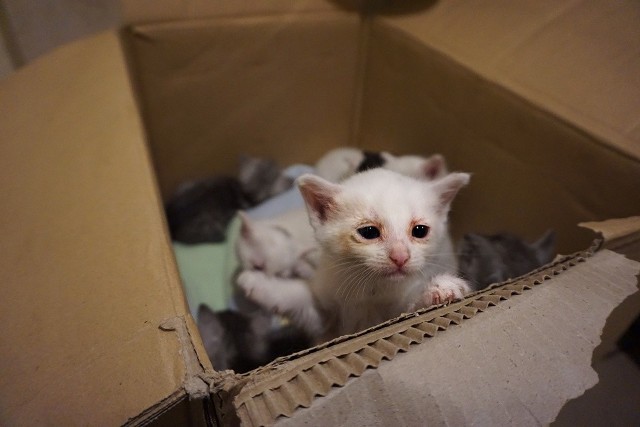 Dziewiątka kociaków dzikiej kotki już jest zdrowa i do adopcji.