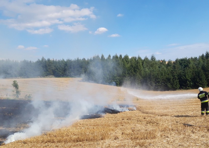 Płoną ścierniska i całe zagony zboża. W Słomnikach przy gaszeniu pożaru straty ponieśli też strażacy 