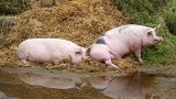 Świadectwa dla świń, mandaty za przewożenie dzików