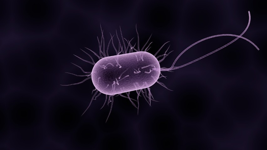 Bakteria New Delhi nam zagraża?