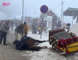 Koń z Gubałówki jest cały i zdrowy - zapewnia właściciel. Badał go lekarz weterynarii 