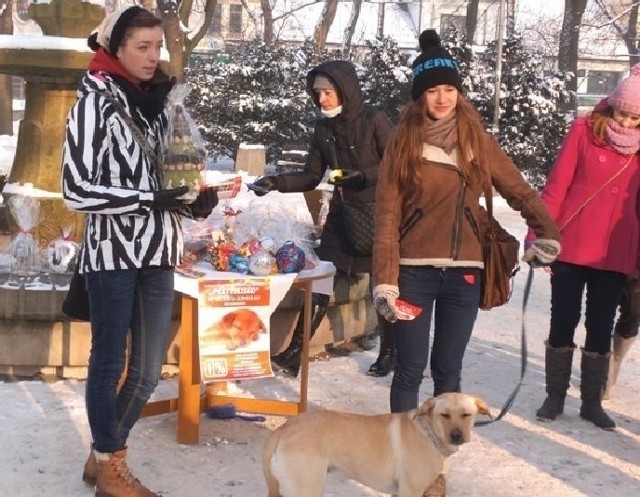 Buska kwesta na rzecz schroniska dla bezdomnych zwierząt odbyła się w parku miejskim, w centrum kurortu.