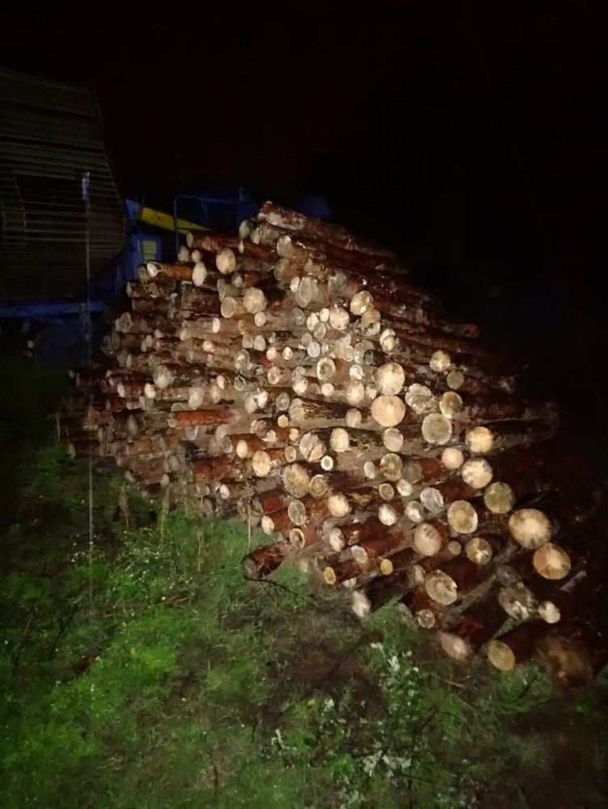Kradli drewno z lasu w rejonie Modliborzyc (gmina Dąbrowa...