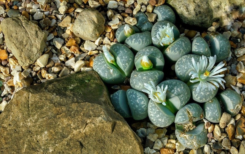 Litopsy to rośliny, które wyglądają jak kamienie. Dzięki...