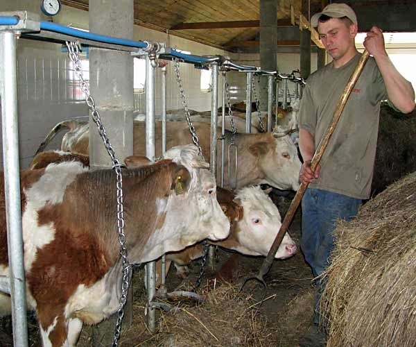 Janusz Buczek ma stado 22 krów i zamierza je powiększyć do 30 sztuk.