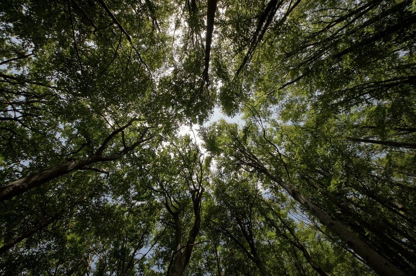 Lasy ratunkiem w upalne dni, bo drzewa obniżają temperaturę. Bez nich byłoby jeszcze cieplej!
