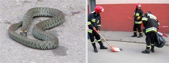 Strażacy umieścili zaskrońca w worku, a następnie wypuścili na wolność poza terenem miasta.