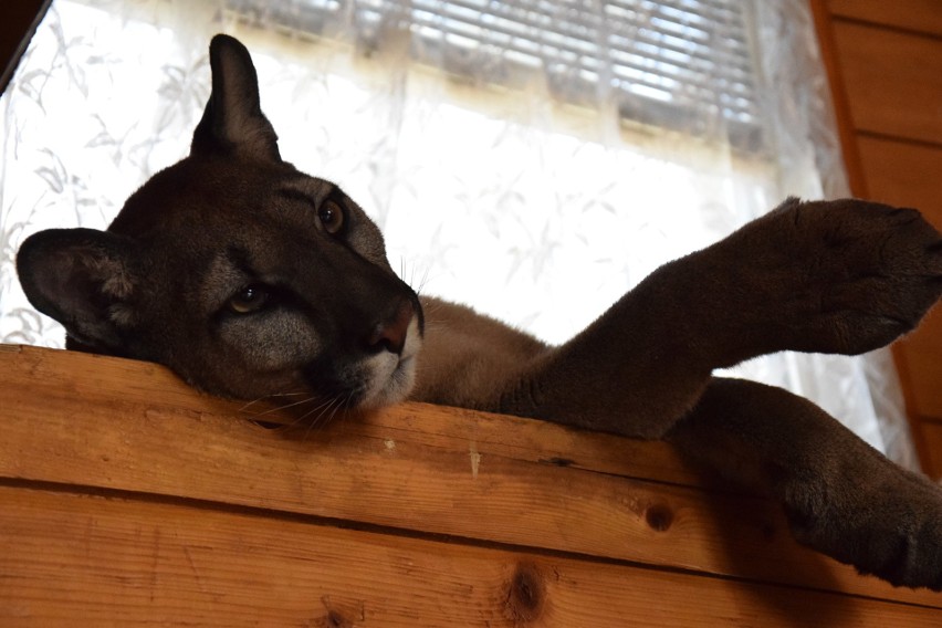 Puma Nubia od kilku lat mieszkała w gospodarstwie na Jurze....