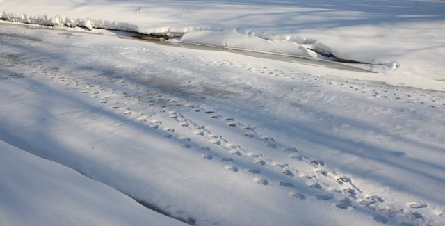 Ślady na lodzie na zamarzniętym kanale w słupsku.