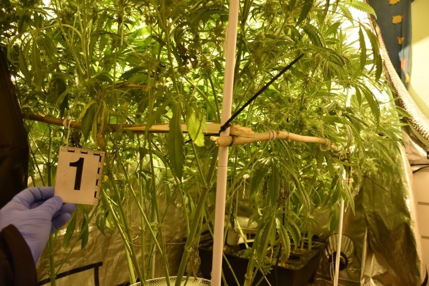 Policjanci przypadkowo odkryli wielką plantację marihuany w mieszkaniu