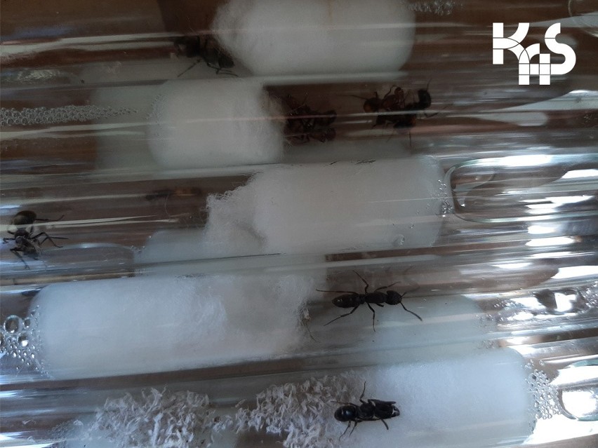Żywe mrówki ukryte w plastikowym bębenku...