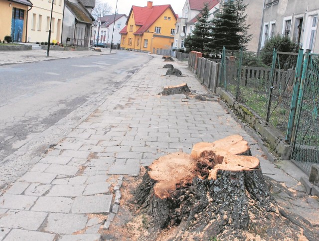 Remont ul. Sobieskiego w Drawsku rozpoczął się od wycięcia kilkunastu drzew.