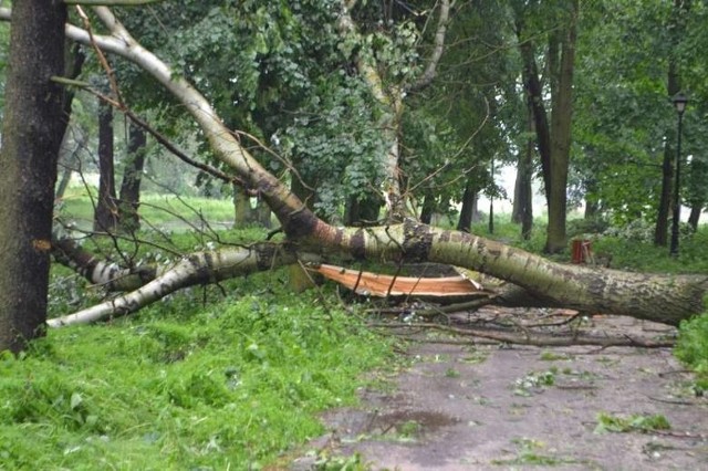 Strażacy byli wielokrotnie wzywani do połamanych drzew z powodu silnych wiatrów i ulewnego deszczu