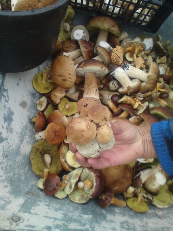 Pan Tomasz znalazł tyle grzybów, że potrzebował taczki! (zdjęcia)