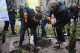 Kraków. Rozpoczęło się sadzenie krzewów na Alejach Trzech Wieszczów [ZDJĘCIA]