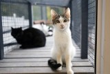 Koty do adopcji czekają na Was w Schronisku dla Bezdomnych Zwierząt w Sosnowcu - Milowicach ZDJĘCIA