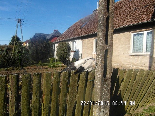 30 marca energetycy przenieśli stelaż bocianiego gniazda we wsi.  Bociania para tego nie zaakceptowała. Jeden bocian teraz zginął.