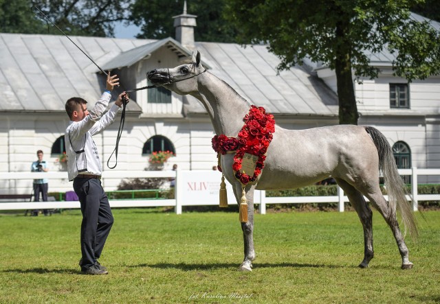 El Medida. Więcej utytułowanych konie z Michałowa na kolejnych zdjęciach