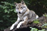 Wilk porwał swoją zdobycz i ciągnął ją przez las na Pomorzu. Niesamowite nagranie krąży w sieci! WIDEO